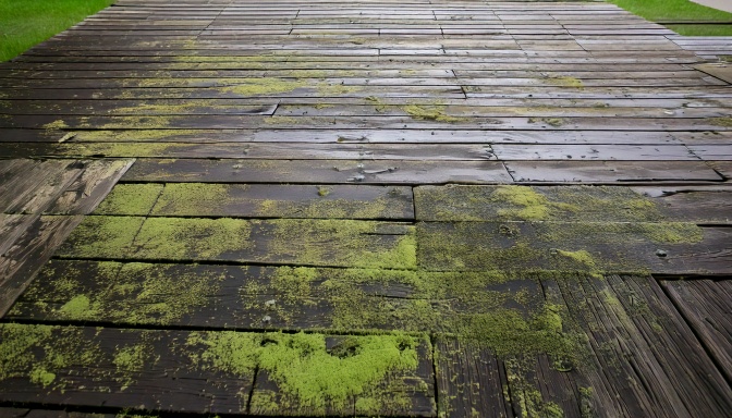 Weathered deck covered in mold and algae before restoration